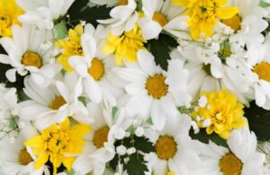 capture d’écran 2025 12 30 181956